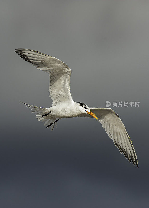 皇家燕鸥，大力神，德索托堡县公园，佛州Tierra Verde。飞行。